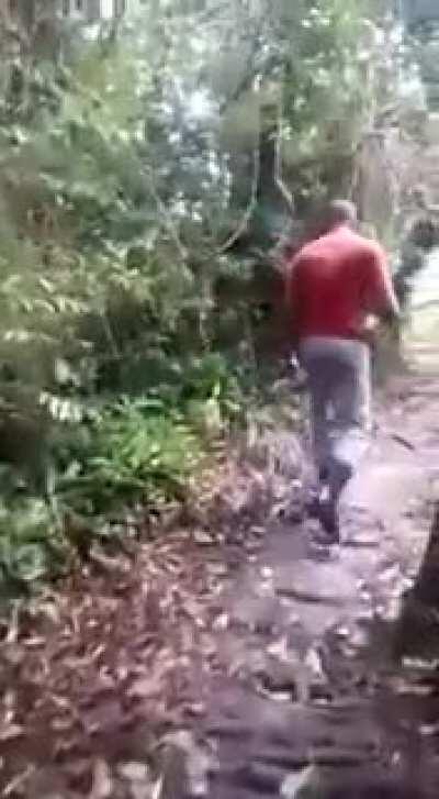 Firefighters were hunting a jaguar nearby