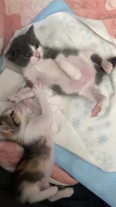 Stone cold criminals