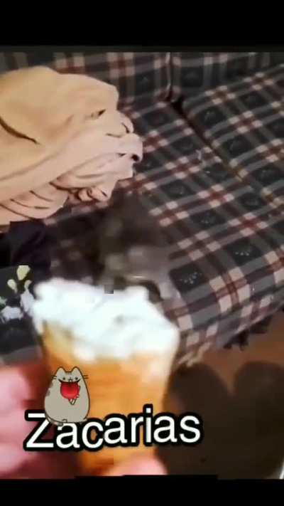 o legal é que os gato nem sente o gosto doce