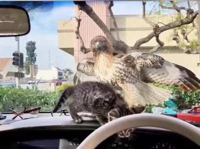 Hawk attempts to catch a lunch