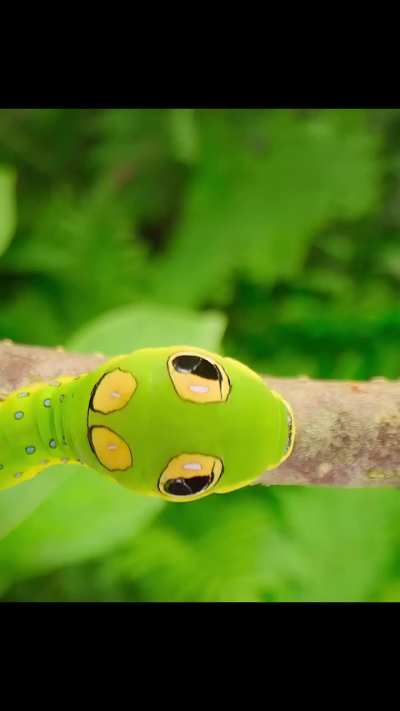 Caterpillar immitates snake to fool bird into fleeing 😭 but it's so cute