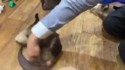 Otters begging for spins