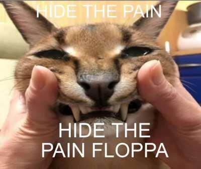 Sometimes, floppa can't hide the pain...