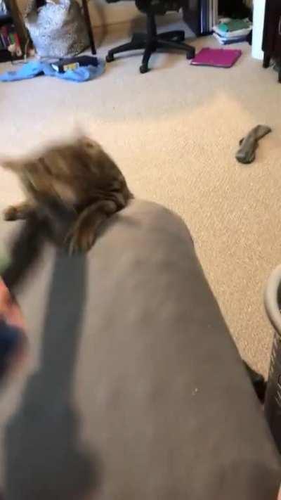 Pixel back at it stealing socks