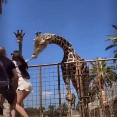 Giraffe said no take-backsies