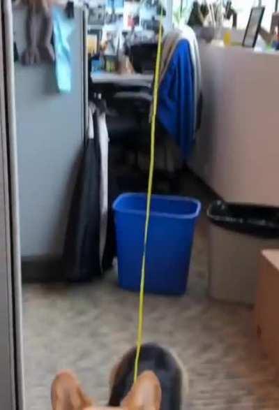 How to keep track of the office Corgi