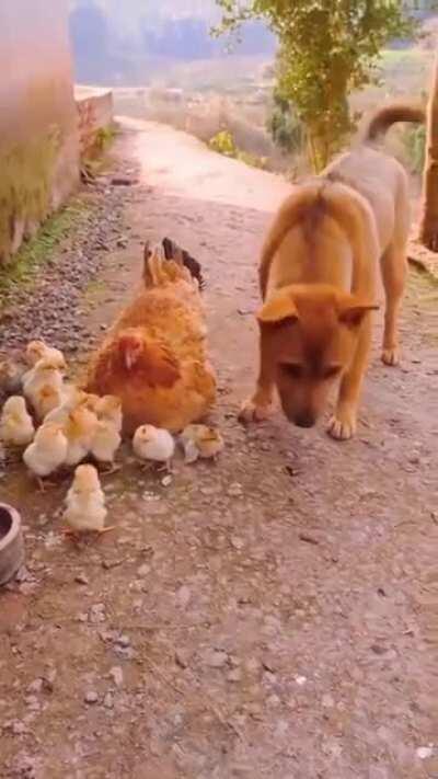 Doggy just wanted to see if the chick is alright