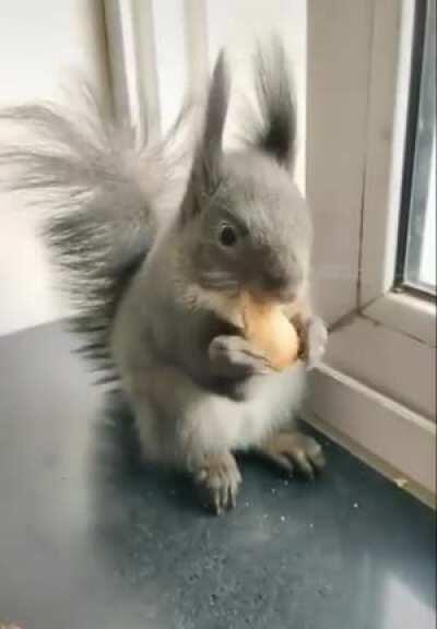 Squirrel has learned how to barter