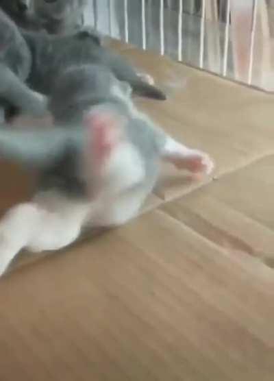 Kitten is still figuring out the whole walking thing