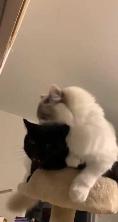 I think Coco (back) is regretting getting a little sister