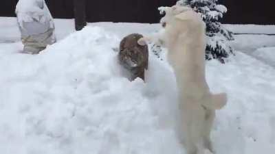 Dogberg crush’s stripy boye