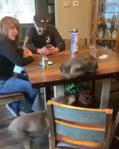 When keeping it real goes wrong