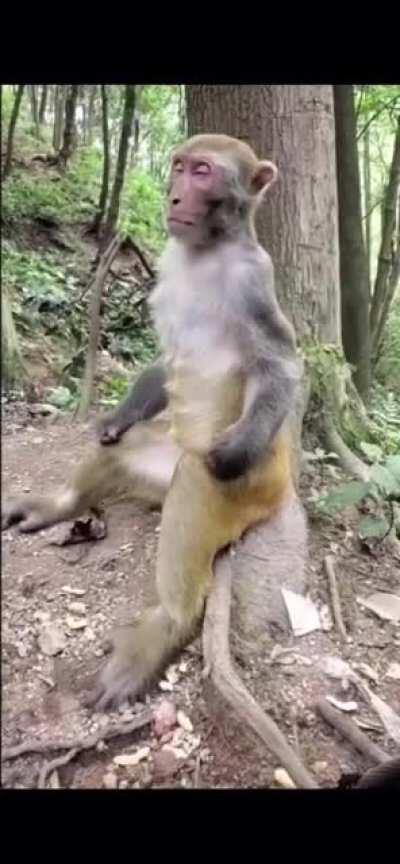 Wise, spiritual Monke. Please show me your ways.