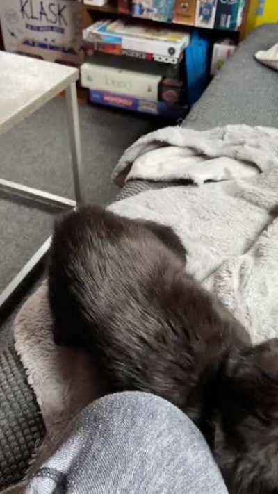 Squirrel gets very squeaky when she purrs!