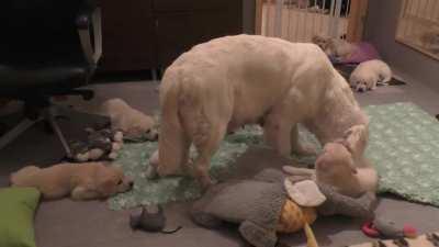 How an experienced dog mother teaches her 8 weeks old puppies to be calm.