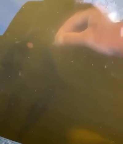 Покормил блин рыбку