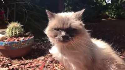 A Majestic Wind Marf