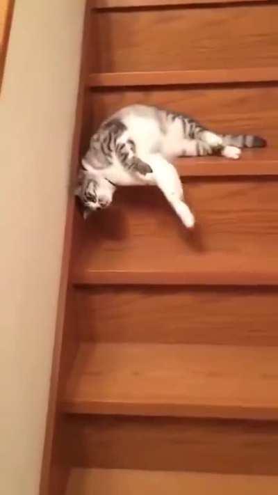 Catscading down the stairs