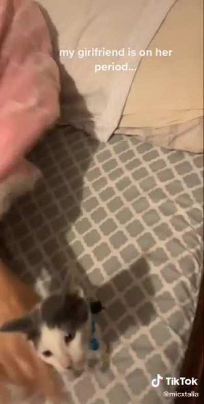 She just snatched the cat