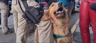 Perro de Carabineros quiere dar declaraciones a la prensa