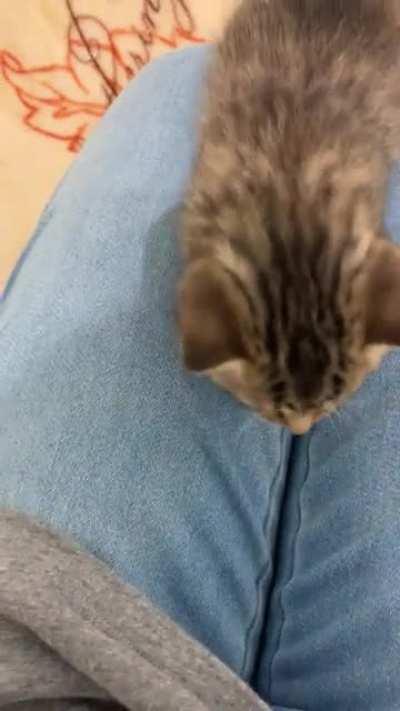 3 week old hungry baby 🐱🧡