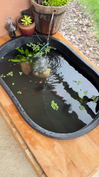A project from this weekend. I’ve been wanting to do something like this for awhile. Renting so it’s hard to have a “pond” but here’s where I’m at so far.