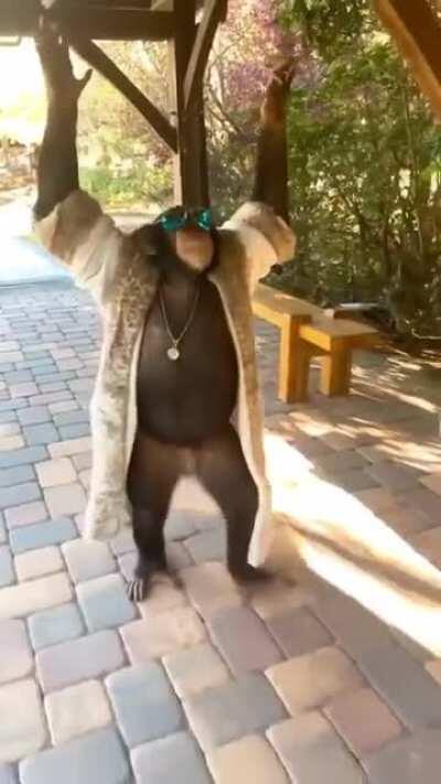 Mamaco tiko teko (talvez tenha dmca)