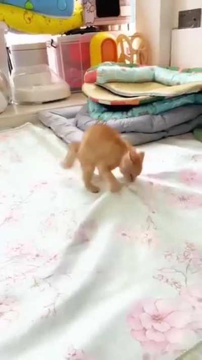 I love when they pretend to attack like that