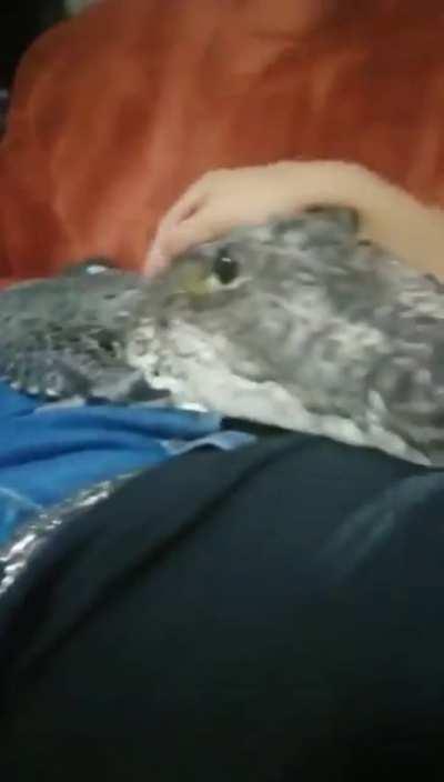 Gator coming to tell you that it’s gonna be ok 👍