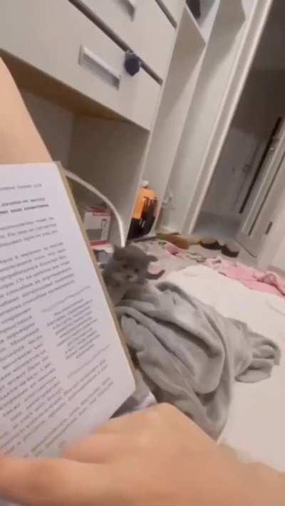 Stop reading and pet me!