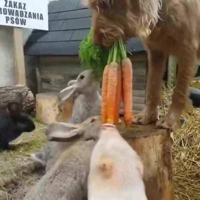 🔥 Dog feeding other animals