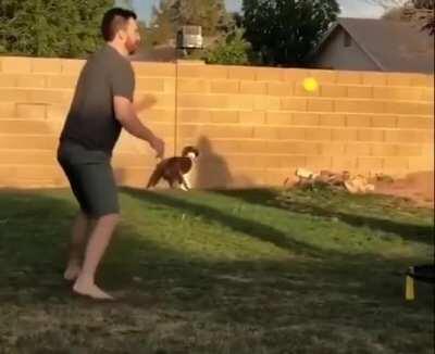 He is trying hard at...