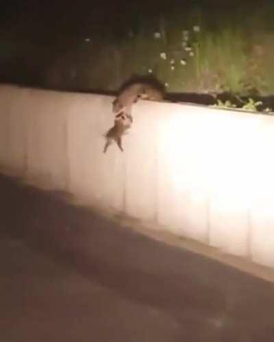 Raccoon teamwork