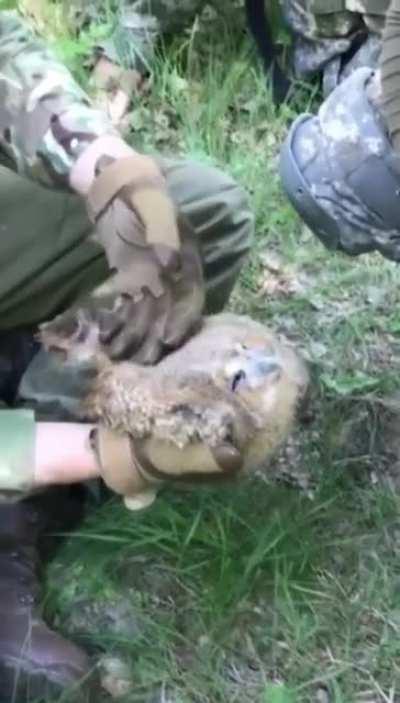A little something to brighten your day: Ukrainian soldiers found and tamed a little owl, who apparently loves to be petted 💙 💛