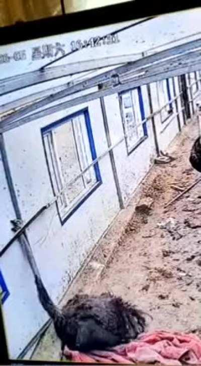 Ostrich got stuck