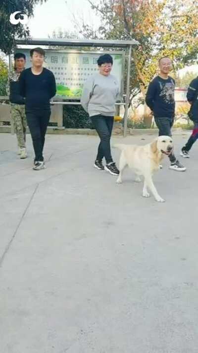 Doggo being best lead dancer ever!