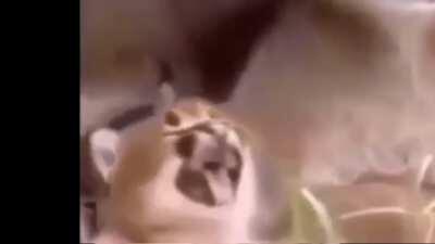 Small floppa wants some applesauce