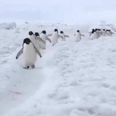 Penguins have the happiest walk