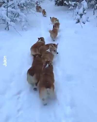 A long line of corgis walking in the snow