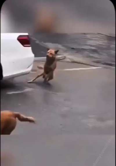 The reason why cats are compared to cars