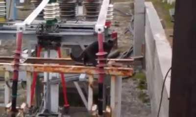 David Catperfield performs a disappearing act! A big round of applause for this furry magician 👏