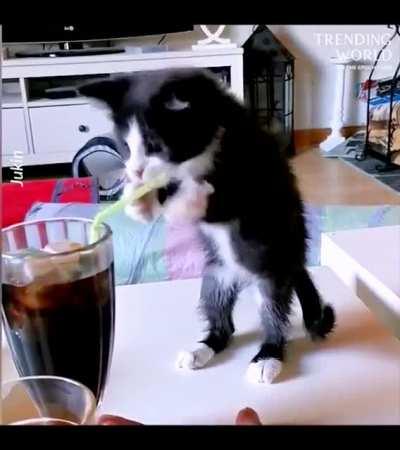 Kitten tries to drink soda