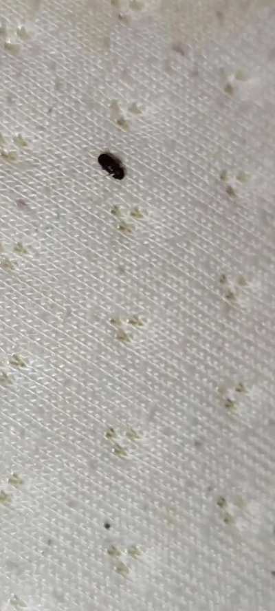 What bug is this- Wisconsin