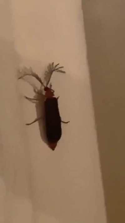 Eyelash bug