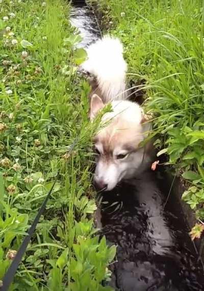 Puppers cooling off in Japan…
