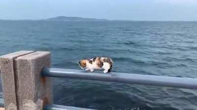 For the love of god, take her down!