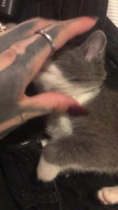 Her name is Mittens and she squeeeaks