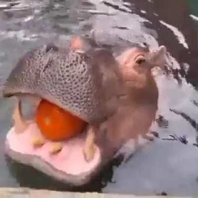hippo enjoying bigg pumpkin 🎃