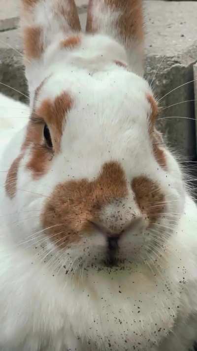 🗣️ Never back down never WHAT!?