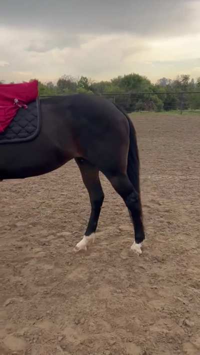 Horse suddenly walking like this 😖